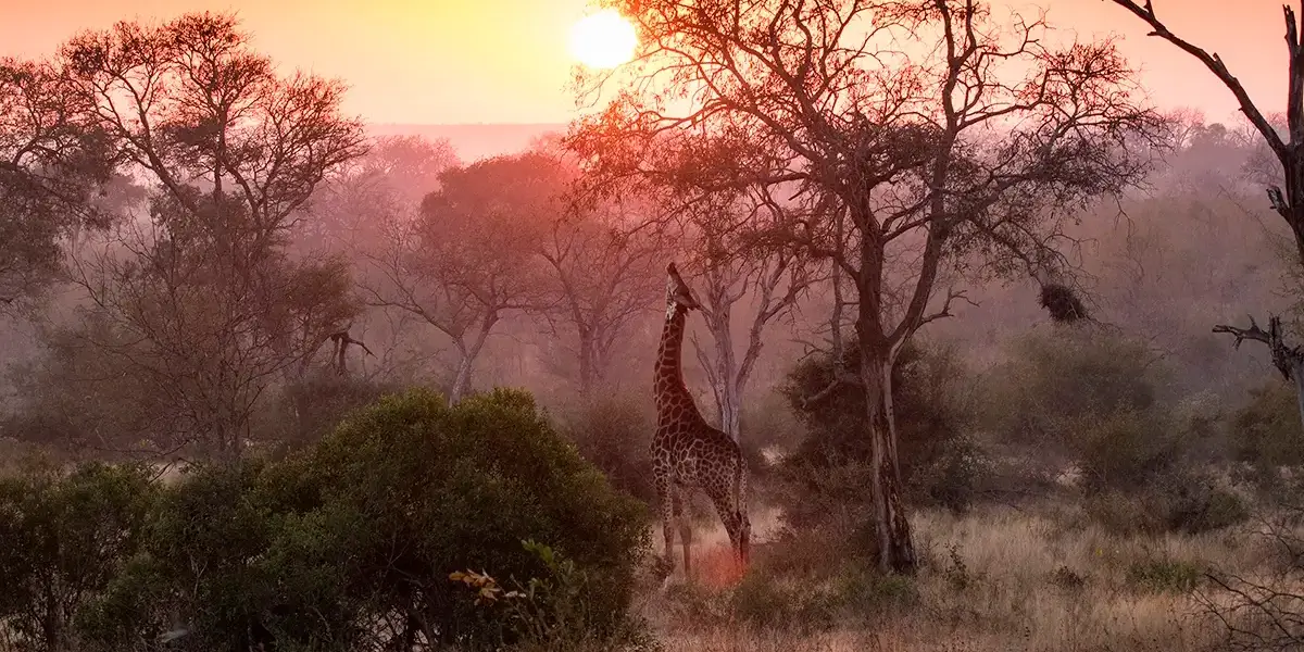 a-giraffe-giraffa-camelopardalis-reaches-up-and-2026-01-09-09-58-27-utc