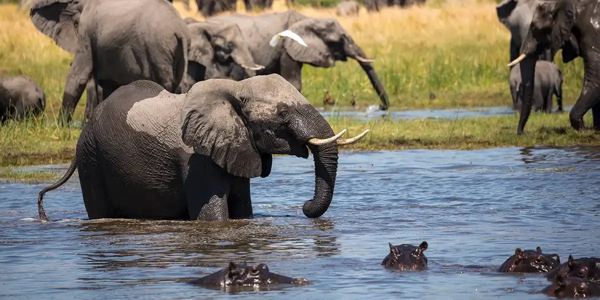 a-group-of-hippopotamus-in-the-water-and-a-herd-of-2026-01-09-11-37-24-utc