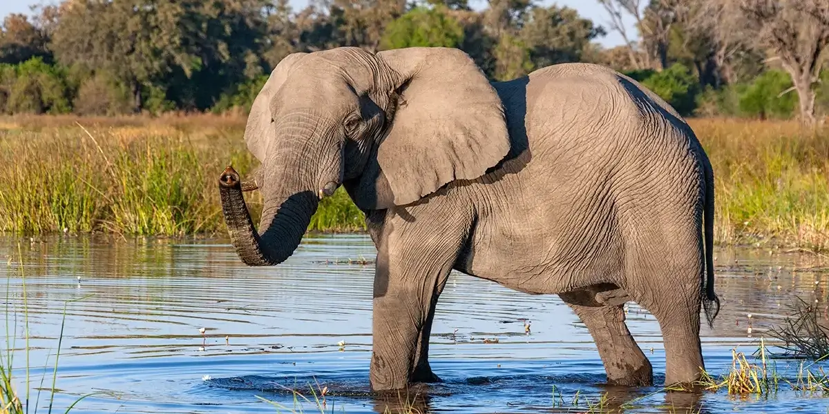 african-elephant-loxodonta-africana-in-a-waterho-2026-01-09-06-52-36-utc