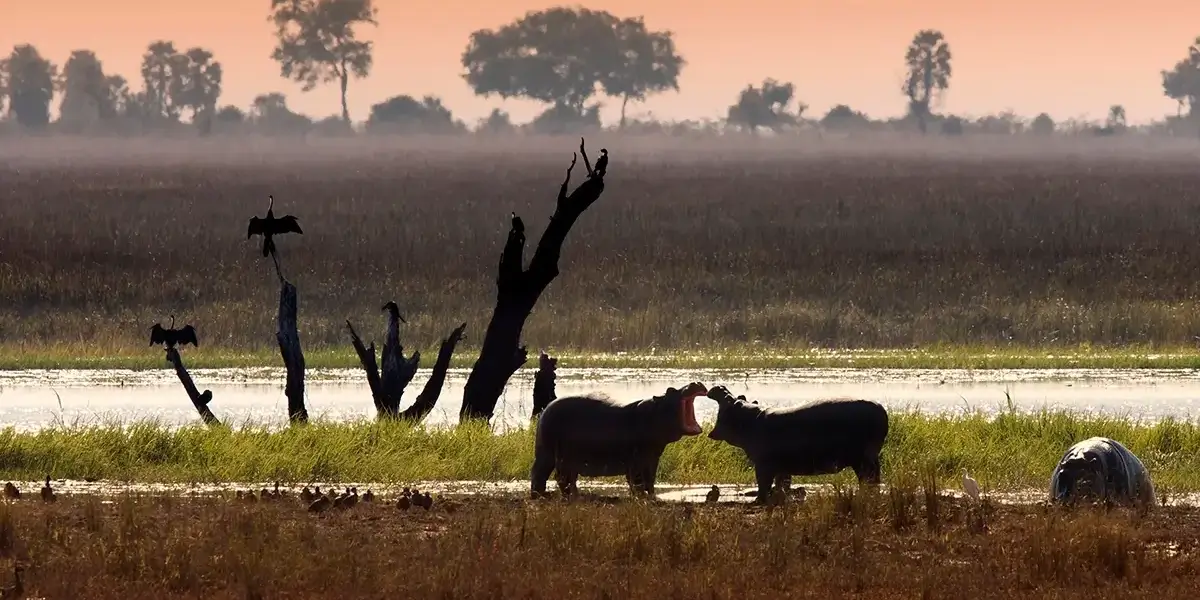 wild-animals-botswana-africa-2026-01-09-06-53-19-utc