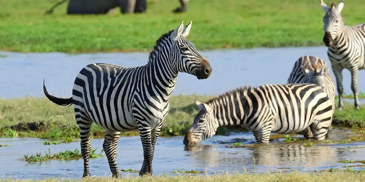 zebra-2026-01-09-07-55-45-utc